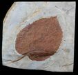 Fossil Leaf (Davidia antiqua) - Montana #35719-1